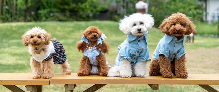 ワンちゃん宿泊料無料