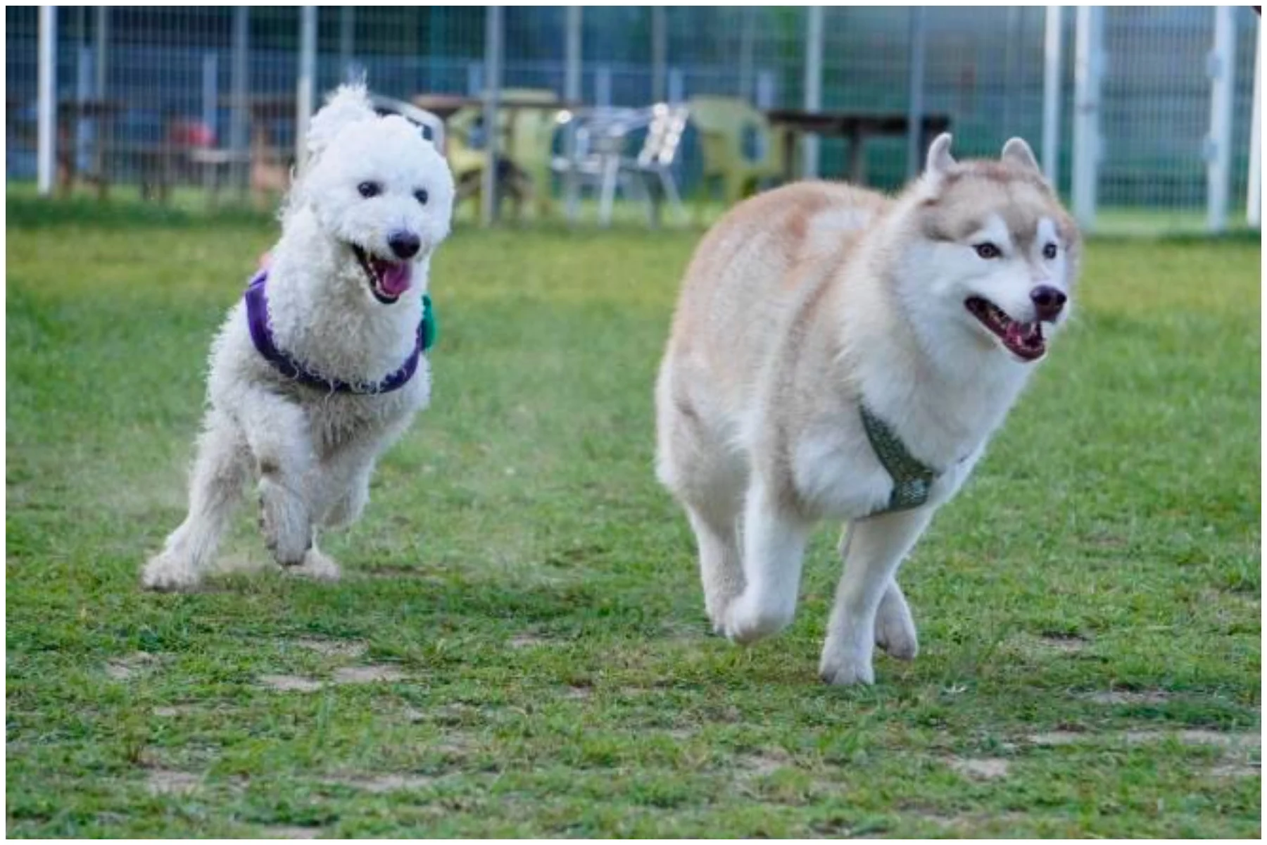 京成ドッグラン松戸