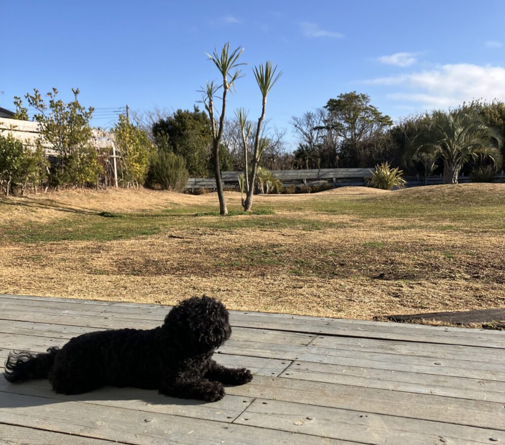 旅するわんこ　持ち物リスト