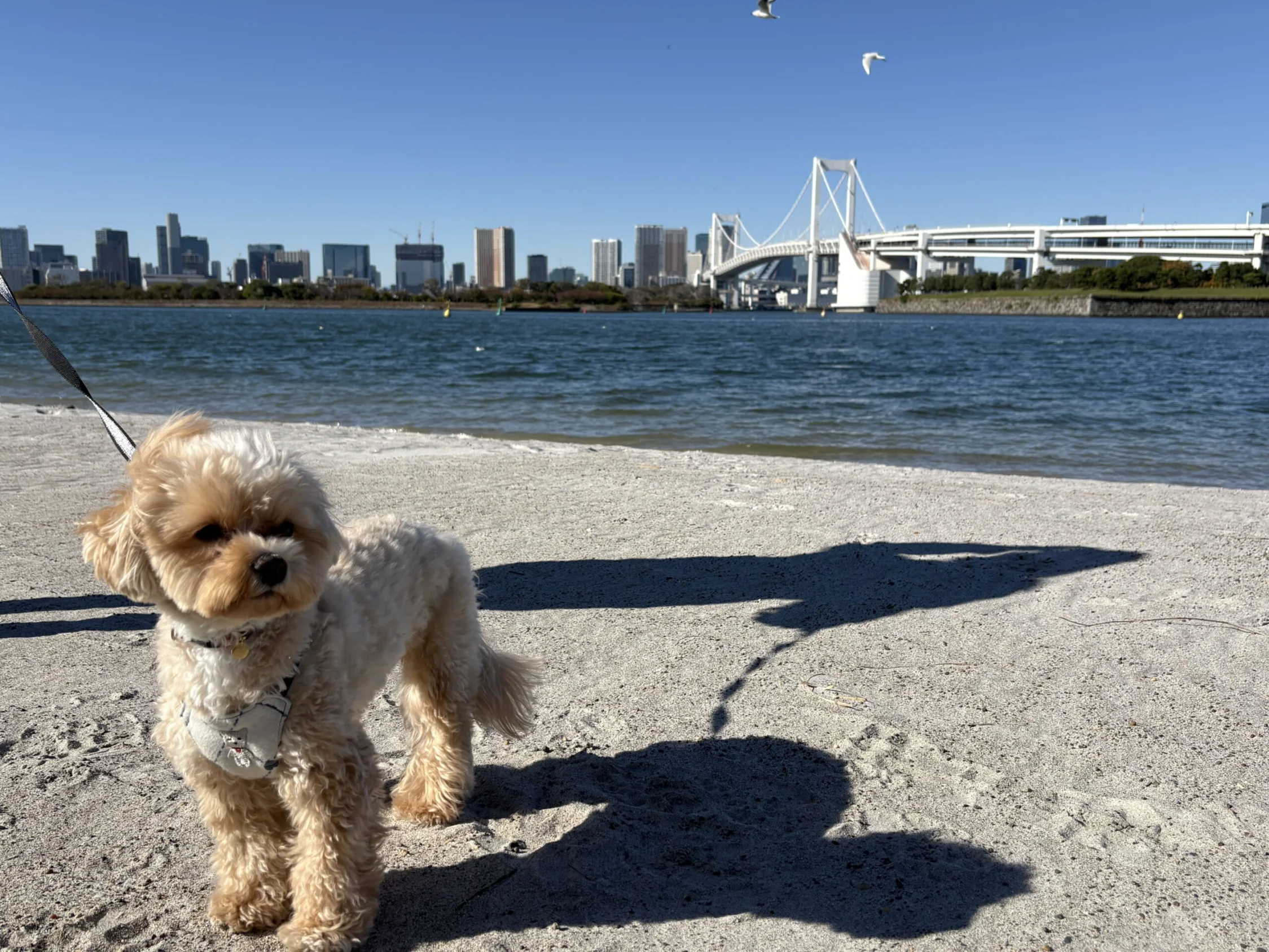お台場海浜公園・台場公園