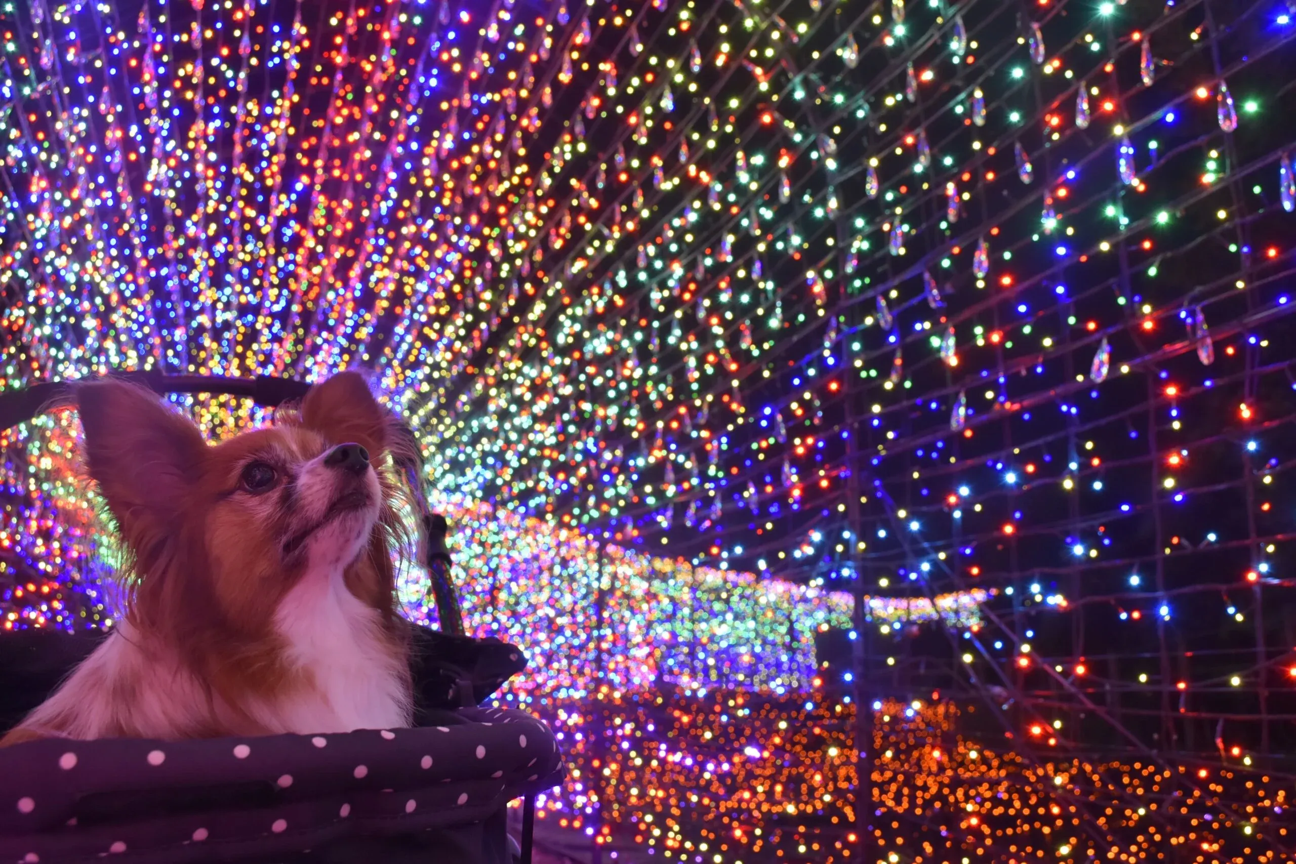伊豆ぐらんぱる公園