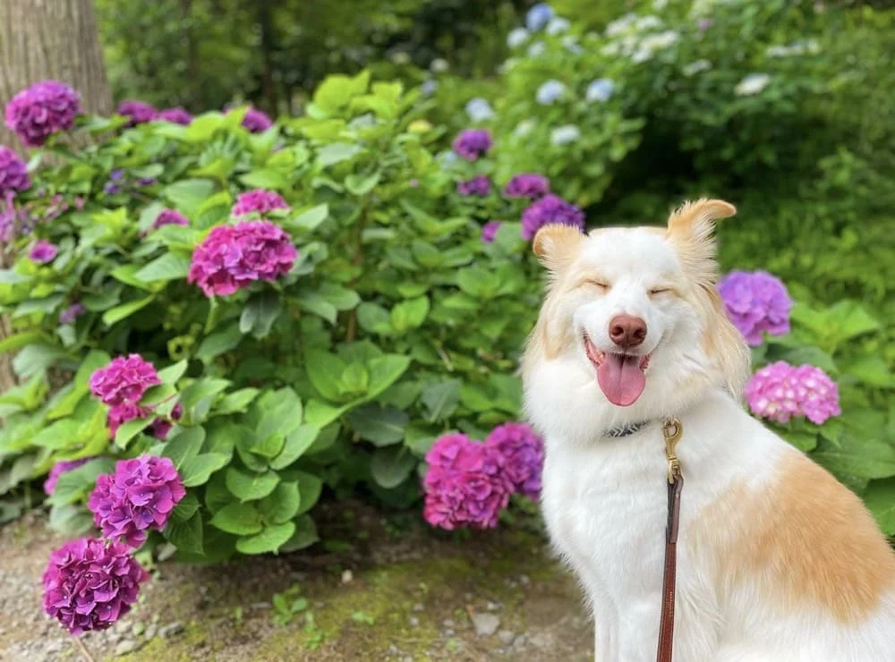 臨済宗大本山 円覚寺