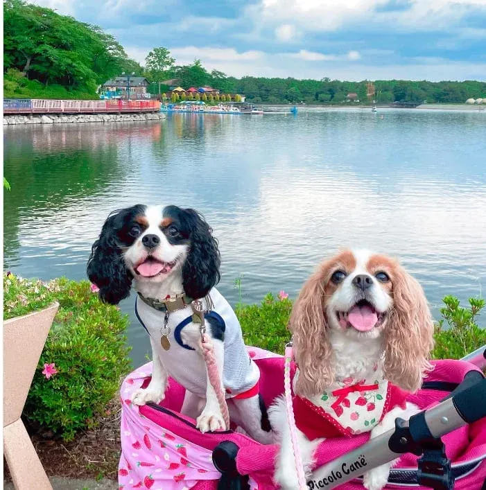 那須高原りんどう湖ファミリー牧場