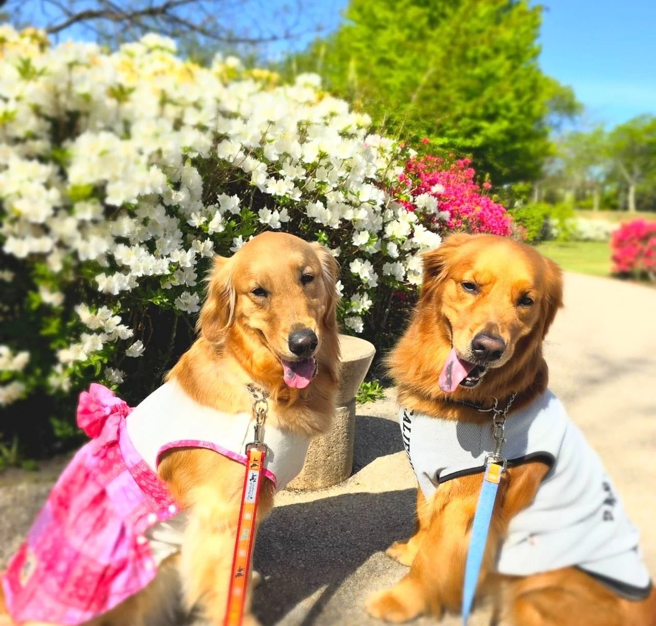 湯川ふるさと公園 ドッグラン