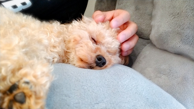 ワンちゃん添い寝OK